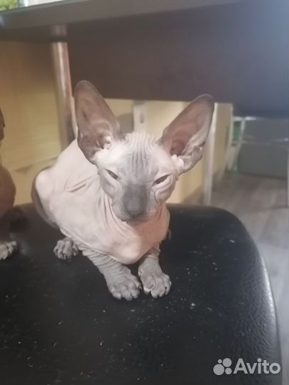 Сфинкс котенок