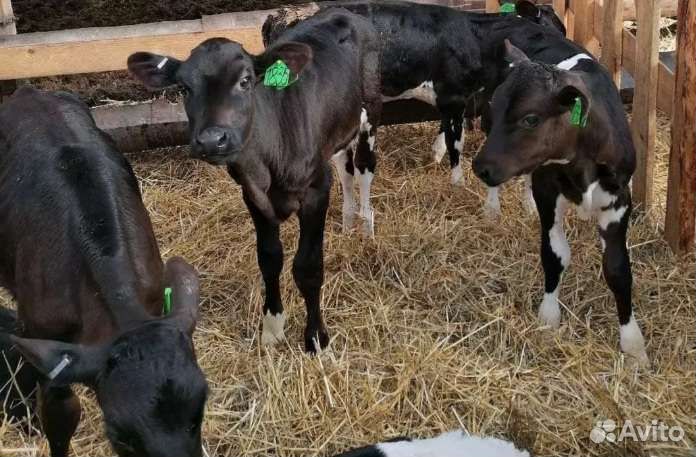 Бычки на откорм.помесние