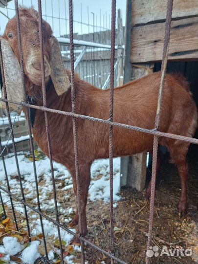 Кзел Камри для вязки