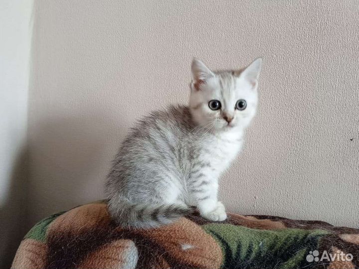 Манчкин черепаховые девочки