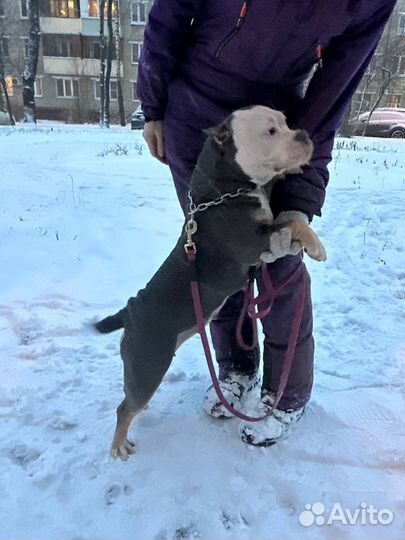 Американский булли покет щенки