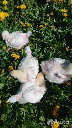 Бройлер росс 308