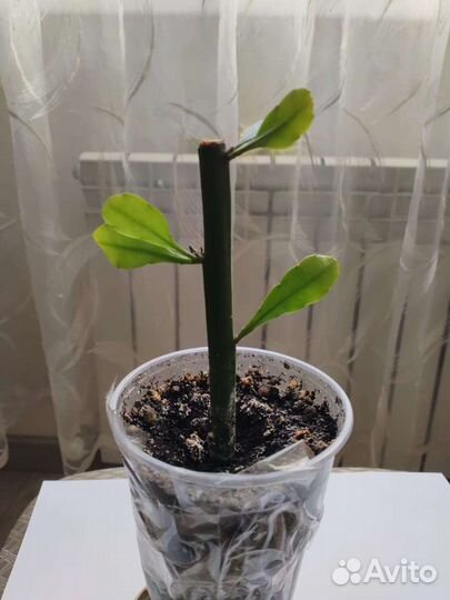 Эпифиллум. Царица ночи