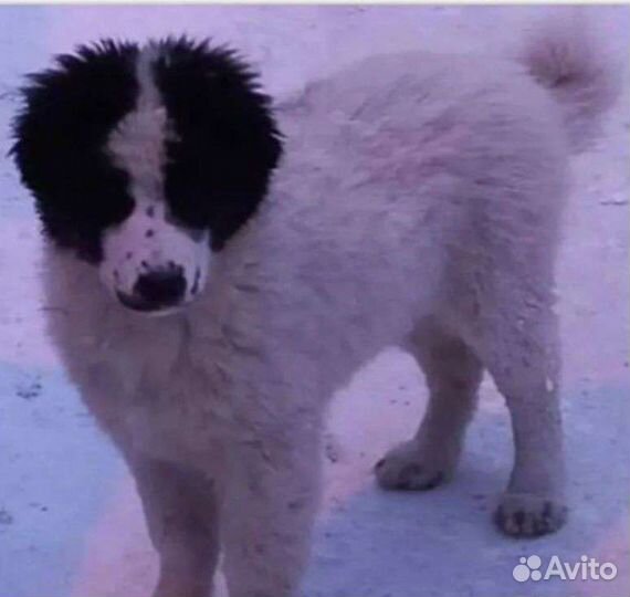 Щенок в добрые руки, 6месяцев, Мальчик