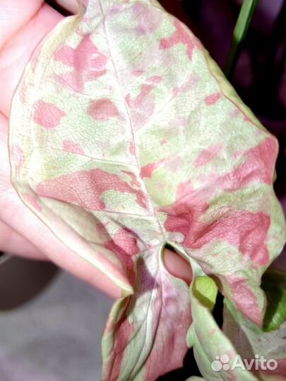 Сингониум орм нак мутейшен, милк конфети