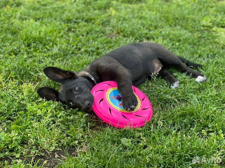 Умная собака, привита