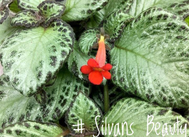 Эписция (Episcia)