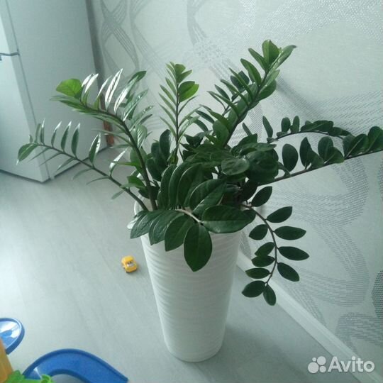 Замиокулькас