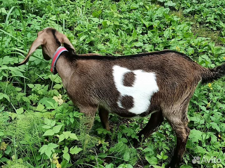 Козёл на покрытие. Дойная коза. Козлята