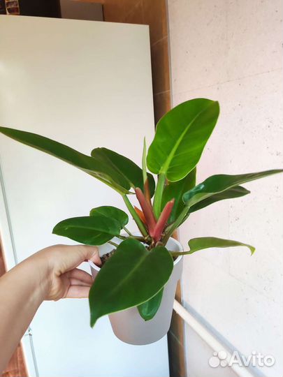 Филодендрон империал грин