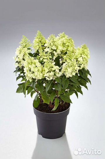 Гортензия метельчатая серия Pan