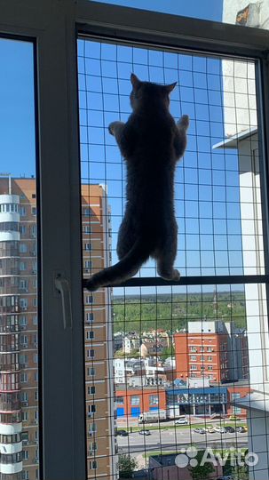 Решетка антикошка Установка на любой этаж