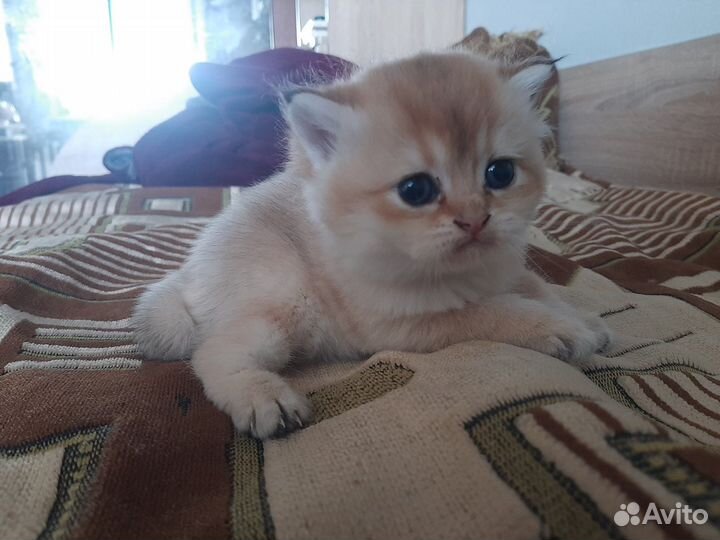 Британочка