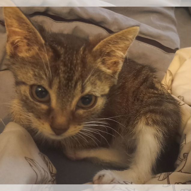 Котёнок в добрые руки