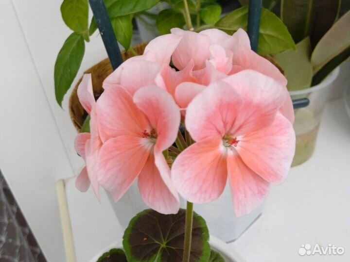 Герань пеларгония, фиалки