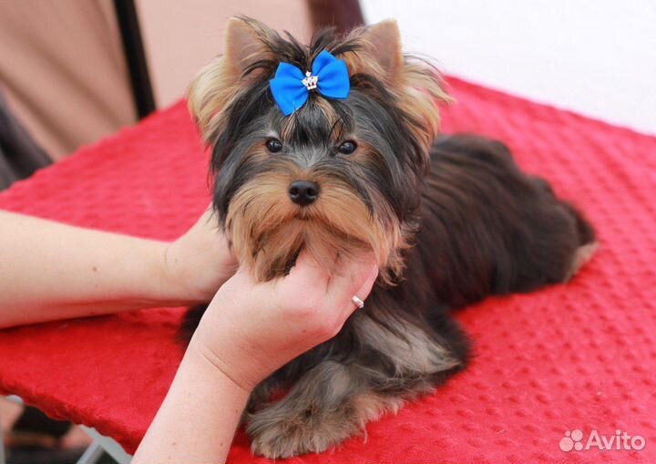 Йоркширский терьер щенки