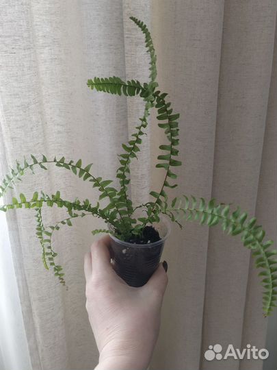 Папоротник комнатный нефролепис леди Грин