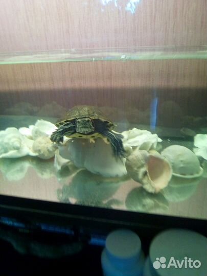 Черепаха