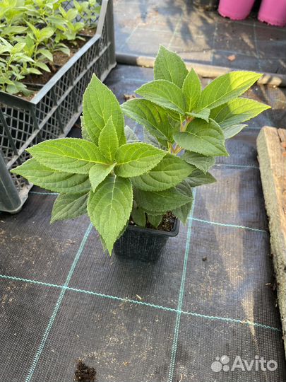 Гортензия Полистар