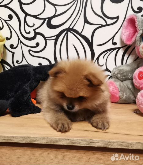 Собаки щенки