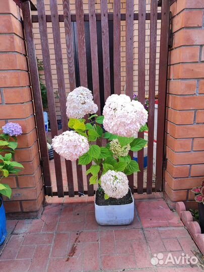 Гортензия саженцы Кандибелле баблгам древовидная