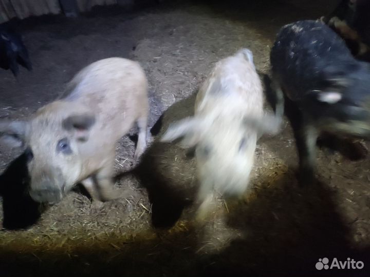 Поросята венгерской мангалицы