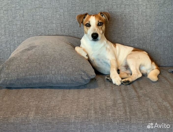Джек Рассел терьер Вязка