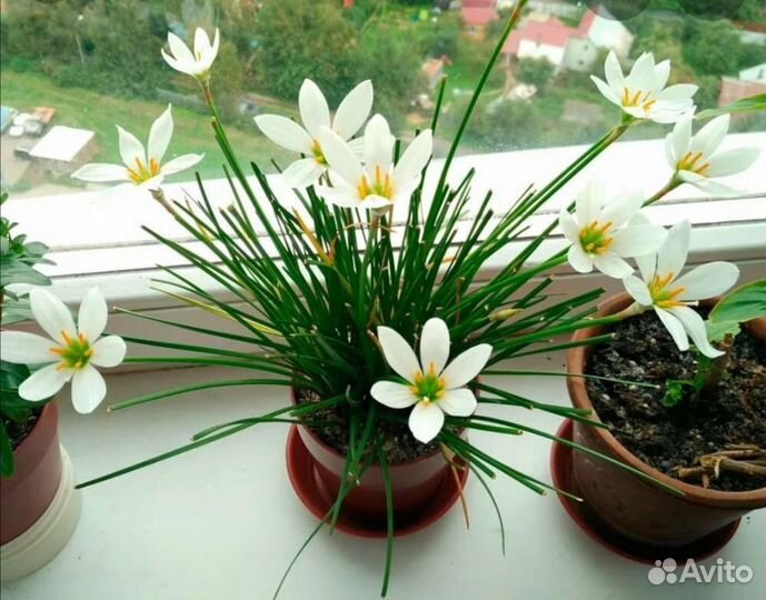 Цветок зефирантес (Выскочка) белый