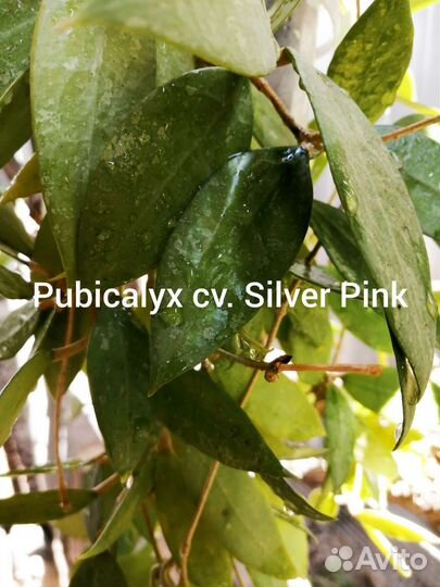 Хойи продажа