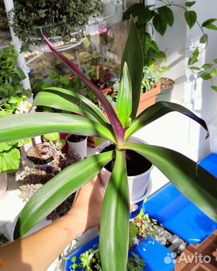 Комнатные растения и цветы #2