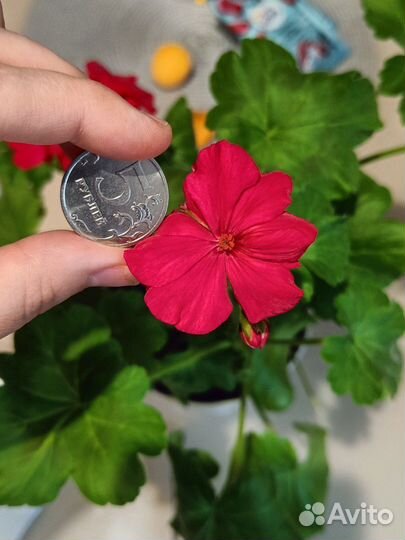 Пеларгония сортовая