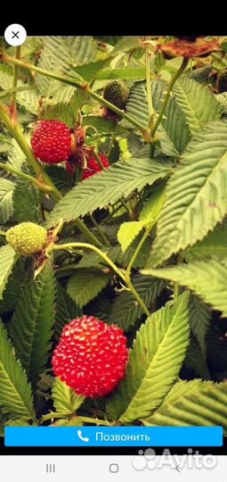 Малина тибетская саженцы