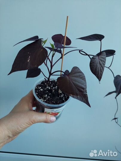 Ипомея батат