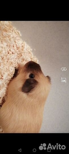 Морская свинка