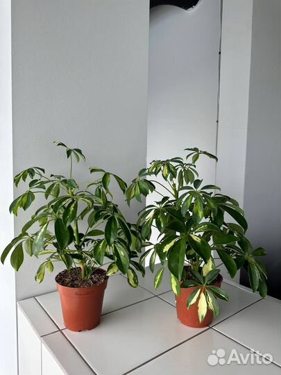 Шеффлера Нора