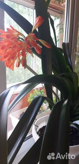 Цветы домашние в горшках