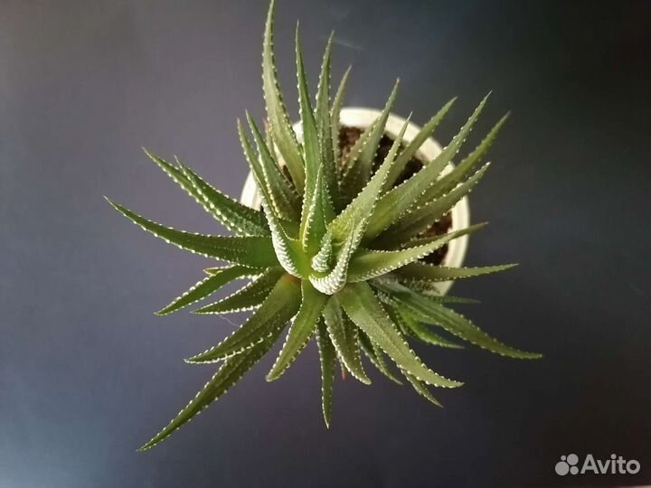 Суккулент хавортия