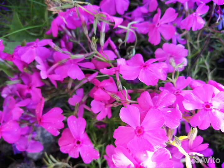 Шиловидные флоксы и камнеломки