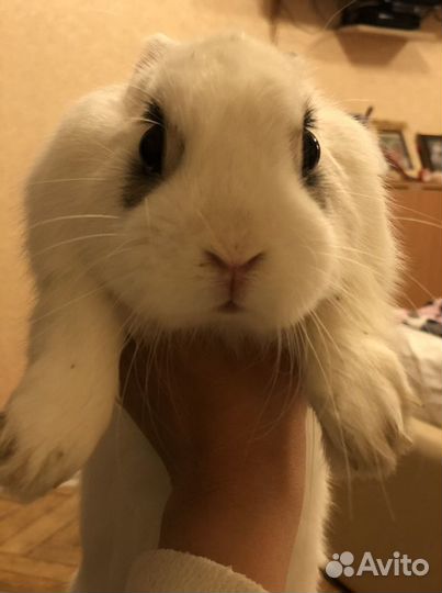 Отдам в добрые руки кролика