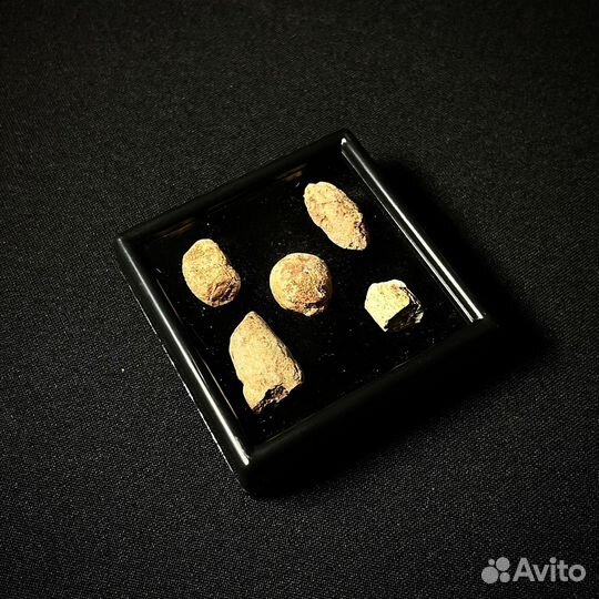 Копролиты Тероцефала окаменелость ископаемое