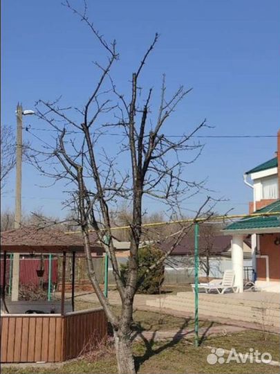 Обрезка плодовых деревьев