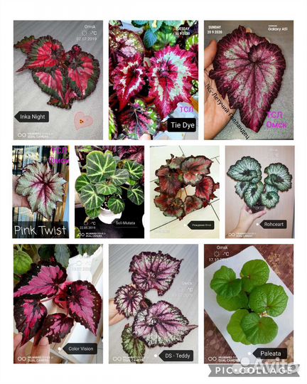 Бегонии сортовые