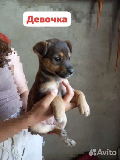 Щенок в добрые руки бесплатно