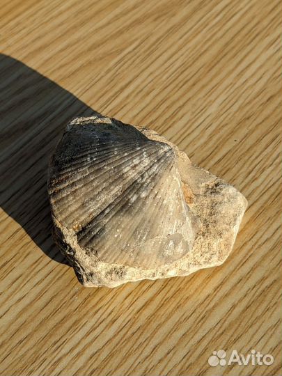 Древняя окаменелость Брахиопода на породе