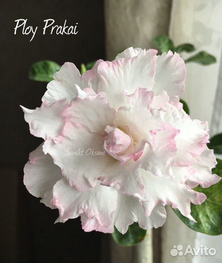 Адениум сорт Маркиза, Porcelain 2 и Ploy Prakai