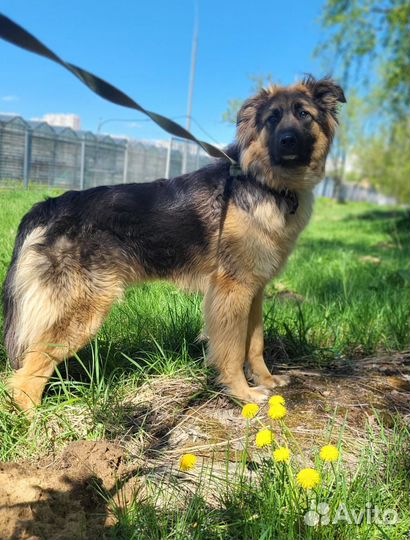 Шкипер. Щенок из приюта в добрые руки