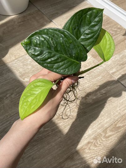 Монстера Karstenianum