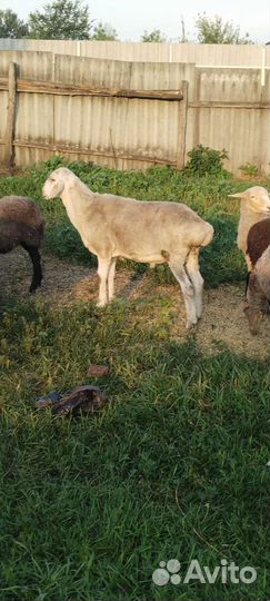 Бараны на племя