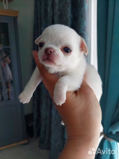 Чихуахуа мальчик мини