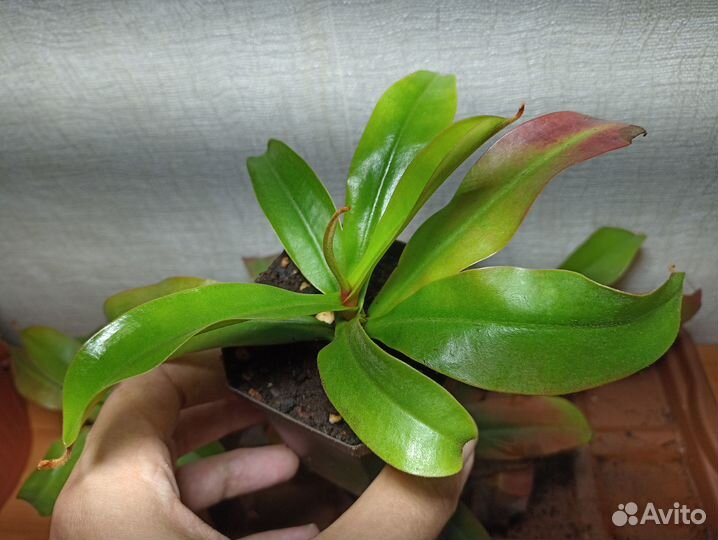 Непентес Кровавая Мэри/Nepenthes Bloody Mary